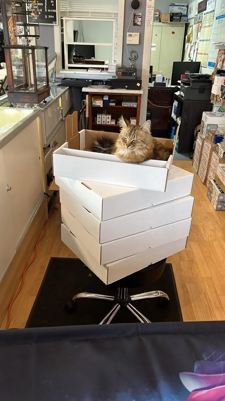 The shop cat asleep in a card storage box on a stack of boxes by the register