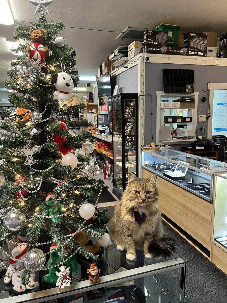 The shop cat sitting on the glass display counter inside Roc Collectibles, with the coin and jewelry cases behind